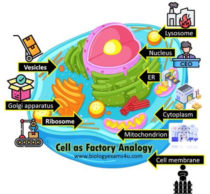How a cell relates to a factory?