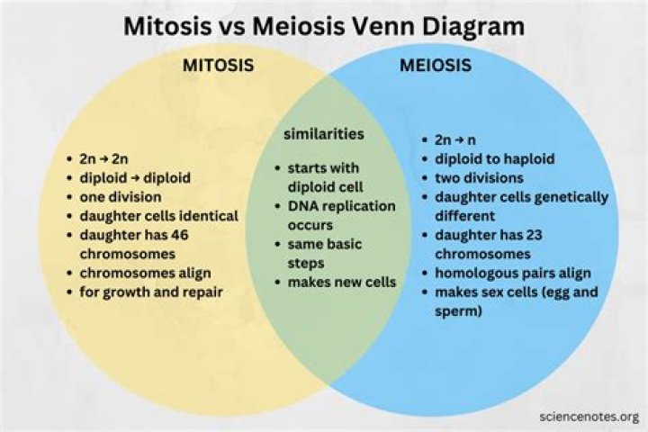 How are meiosis and mitosis different answers?