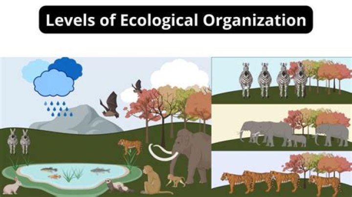 How are organization related to their environment?
