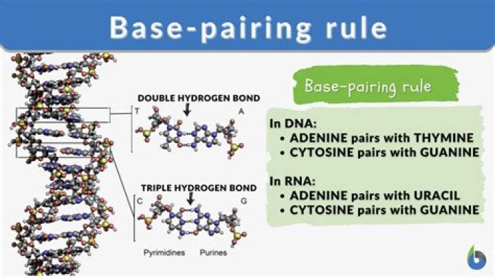 How are the base pairing rules related?