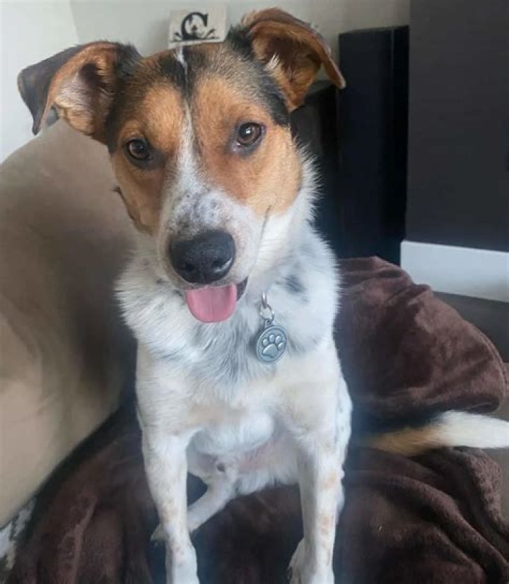 How big do rat terrier beagle mixes get?