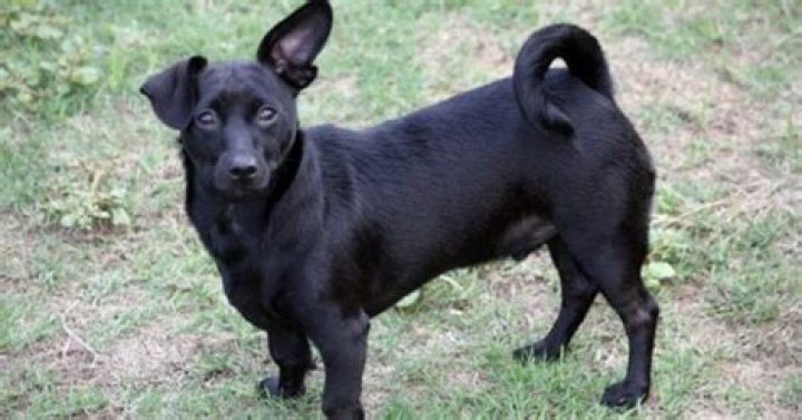 How big does a chiweenie dog get?