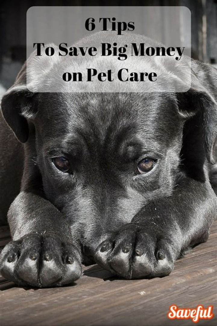 How can I save money for my dog?