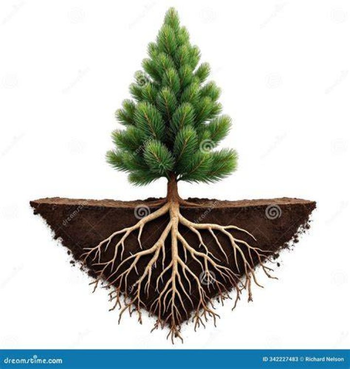 How deep are pine roots?