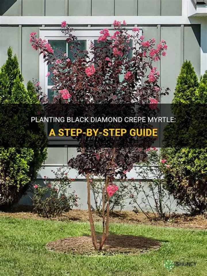How do black diamond crepe myrtles grow?