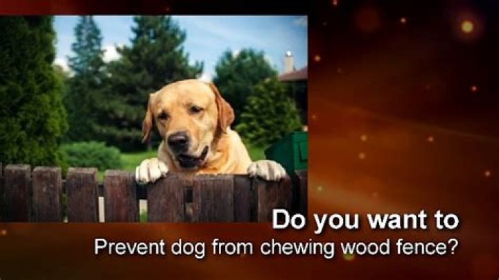How do I get my dog to stop chewing outside?