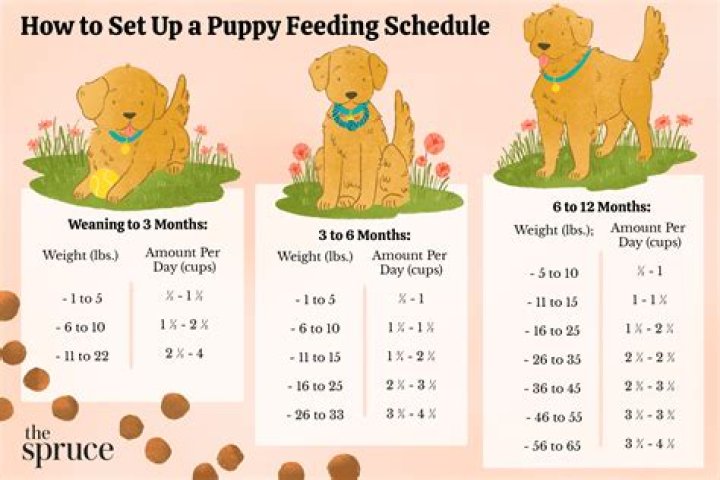 How do I get my puppy to eat a pill?