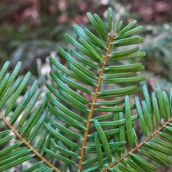 How do I identify my grand fir?