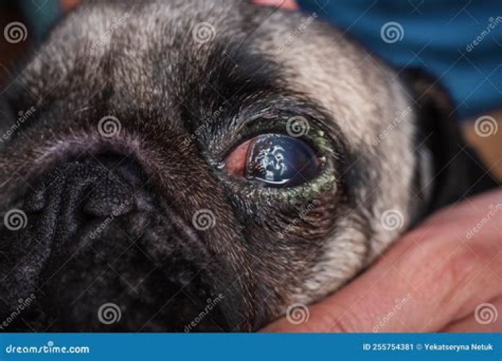 How do I know if my dog scratched his eye?