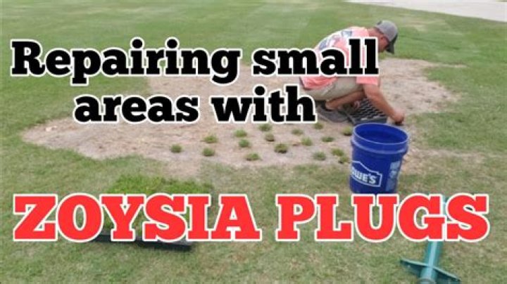 How do I prepare my lawn for Zoysia plugs?