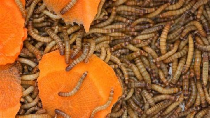 How do mealworms get in food?