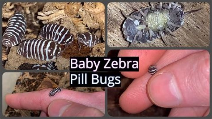 How do pill bugs give birth?