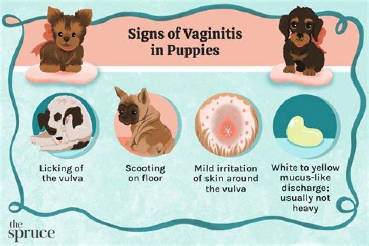 How do puppies get urinary tract infections?