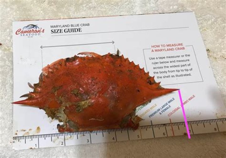 How do they measure crabs in California?
