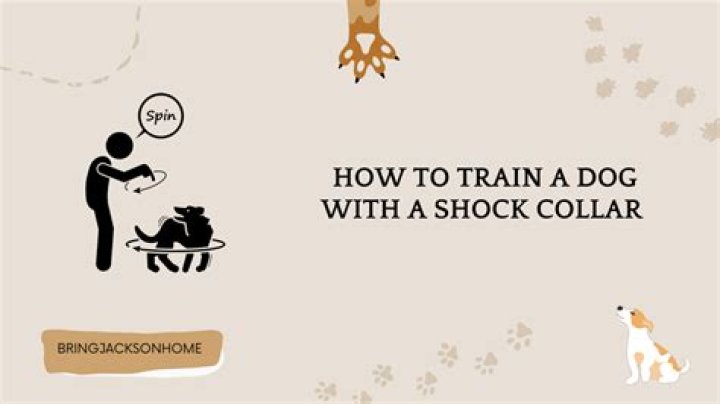 How do you clean a shock collar?