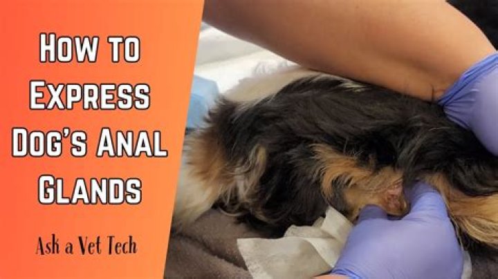 How do you express a dog's bowels?