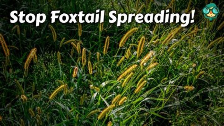 How do you get rid of pasture grass?