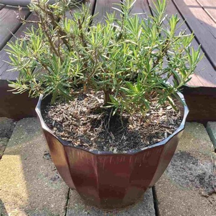 How do you grow a large rosemary bush?