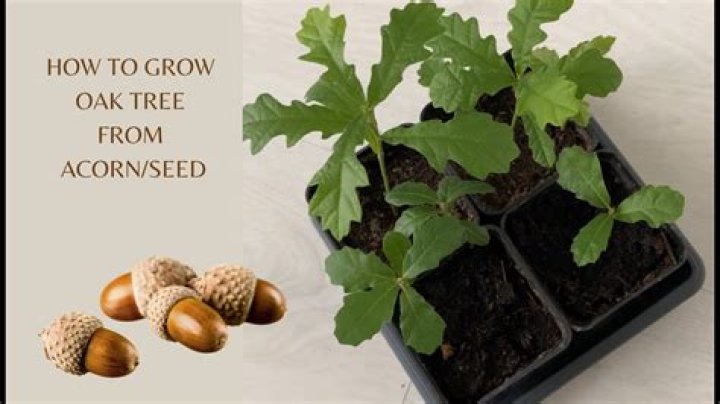 How do you grow an oak tree from a cutting?