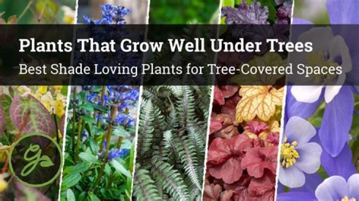 How do you grow grass in shade under trees?