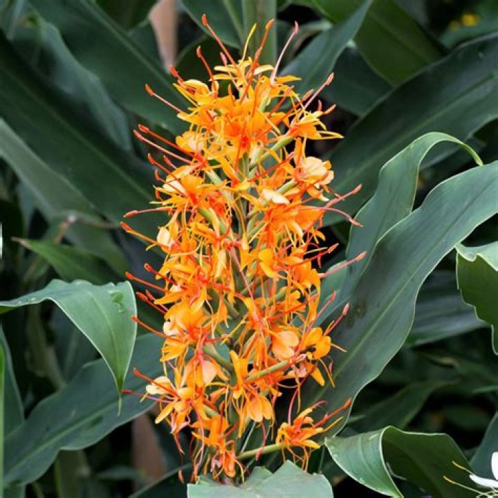 How do you grow hedychium Aurantiacum?