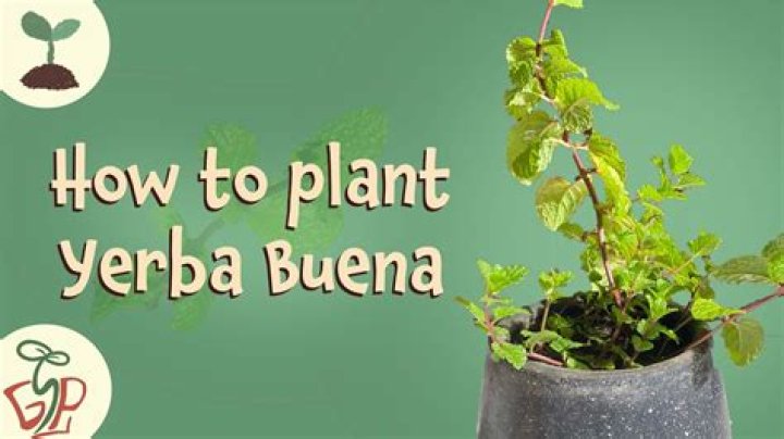 How do you grow Yerba Buena?