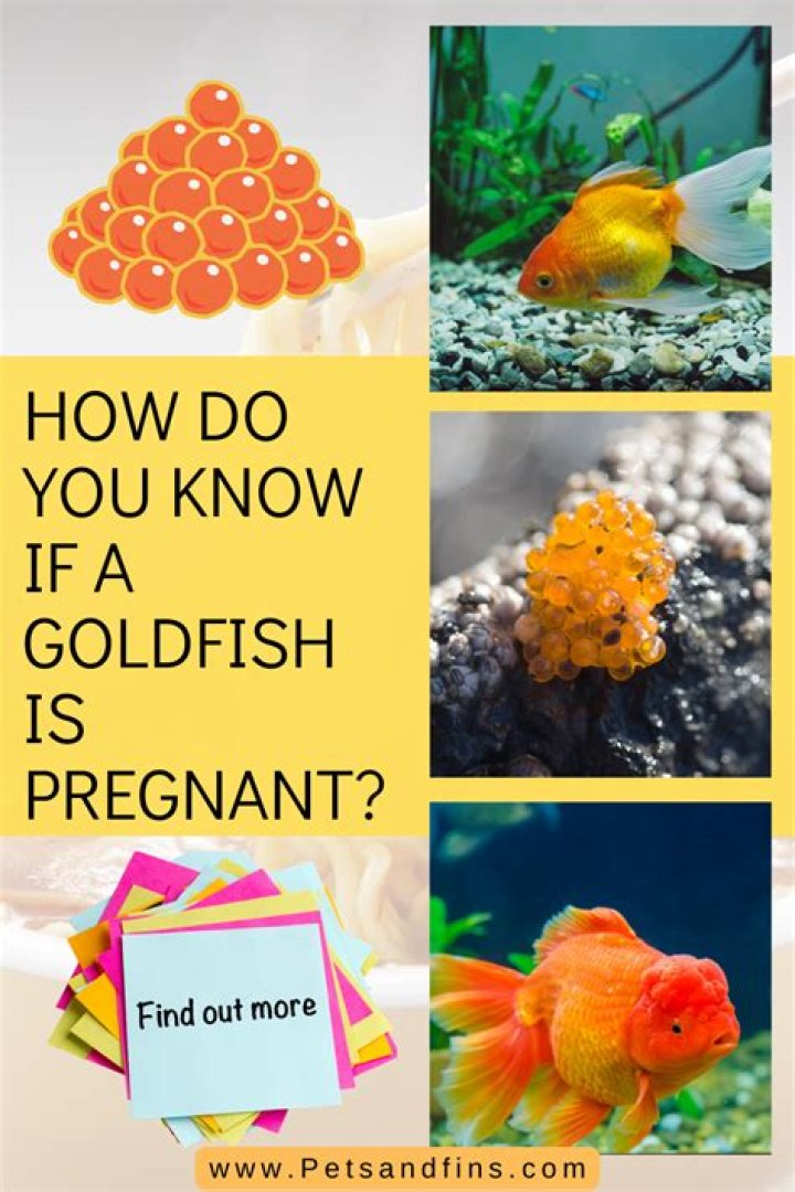 How do you induce a goldfish spawn?