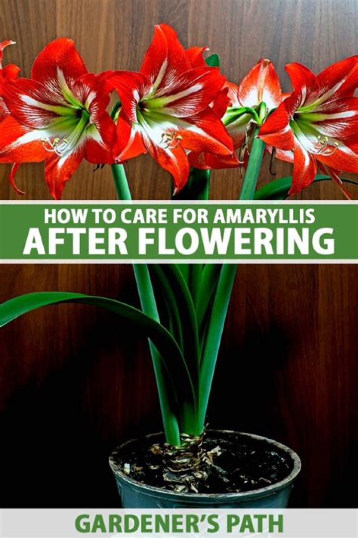 How do you keep an amaryllis from falling over?