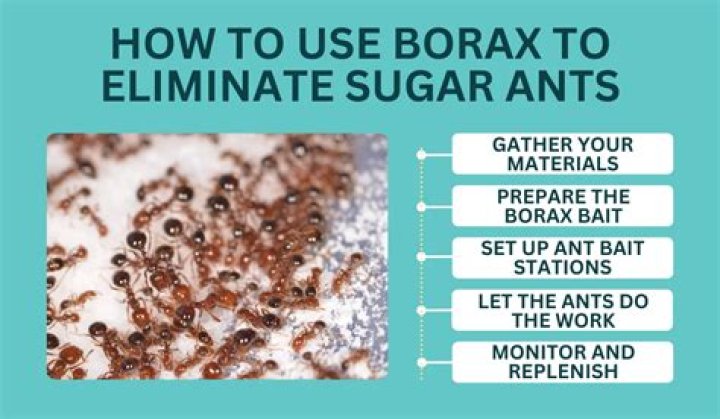 How do you kill ghost ants with borax?