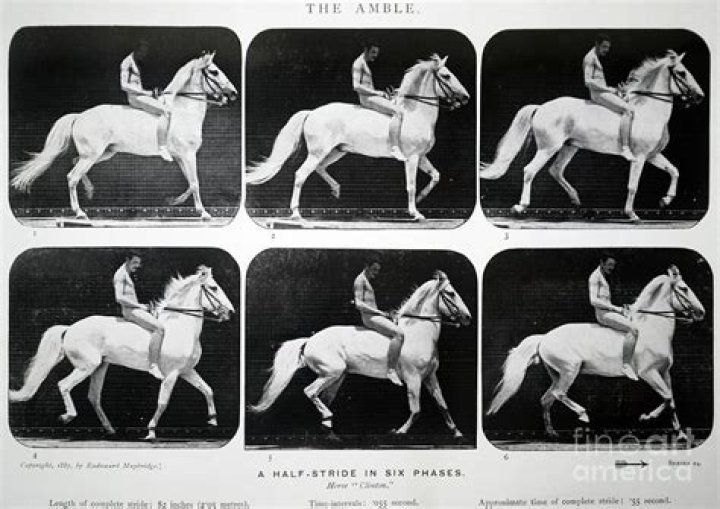 How do you photograph a horse in motion?