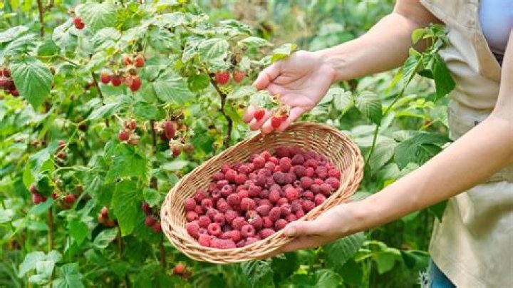 How do you plant bare root raspberries?