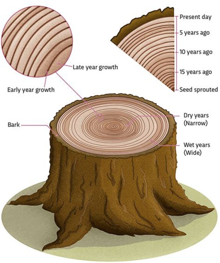 How do you read a tree ring?