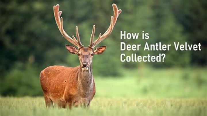 How do you remove velvet from deer antlers?
