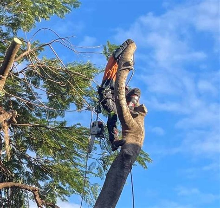 How do you safely top a tree?