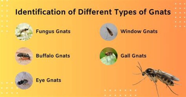 How do you spell gnat like the bug?