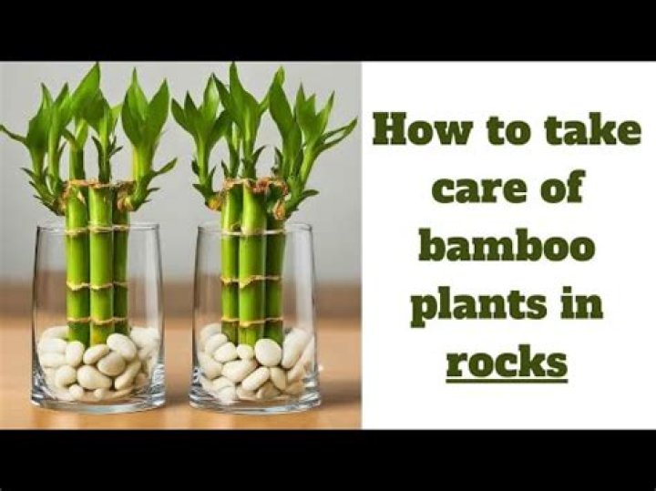 How do you take care of a Lotus bamboo plant?