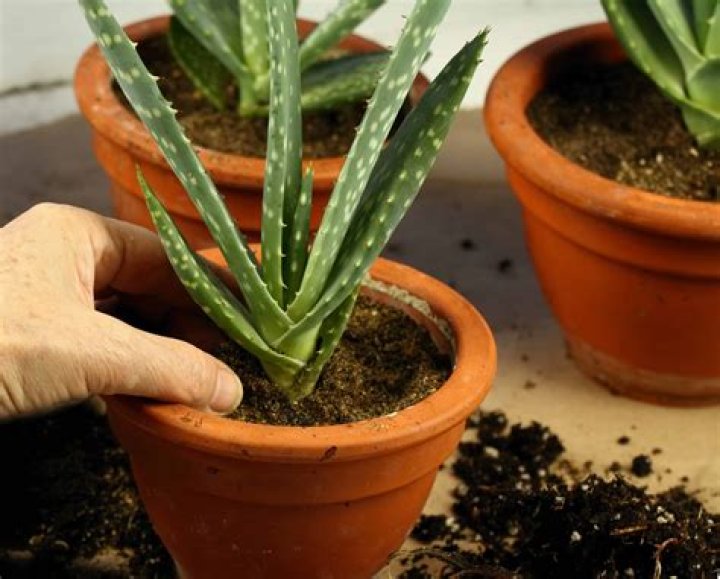 How do you take care of blue Echeveria?