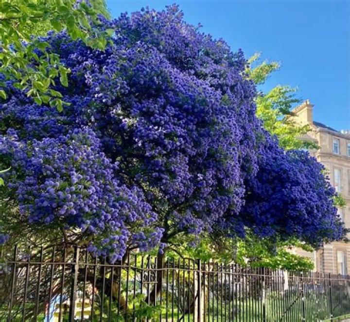 How do you water ceanothus?