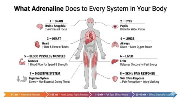 How does adrenaline affect the muscles?