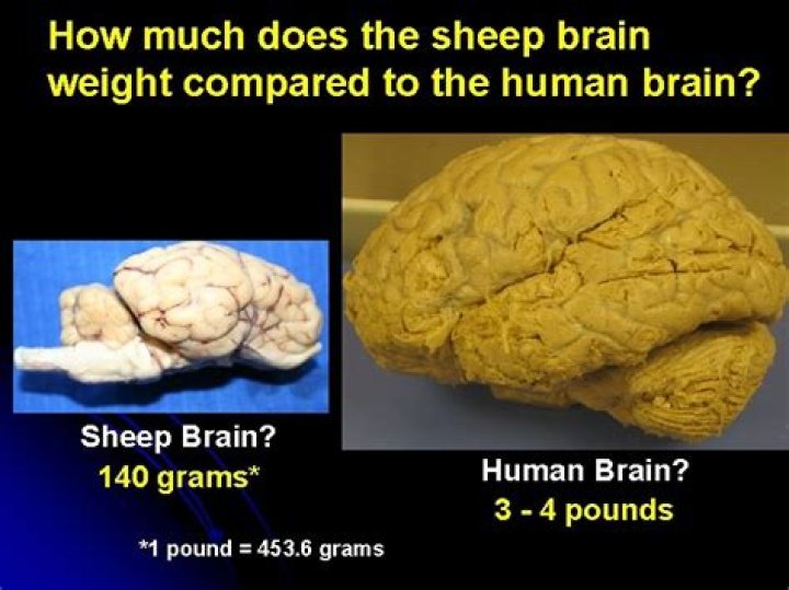How does the sheep brain compared to the human brain?