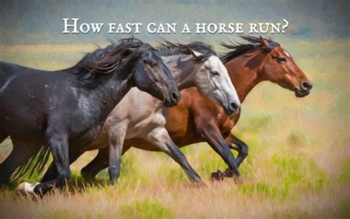 How fast can wild horses run?