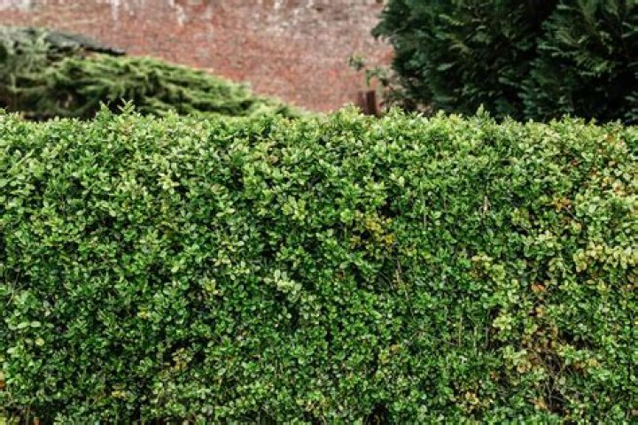 How fast does a boxwood bush grow?