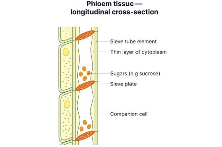 How is sucrose loaded into the phloem?