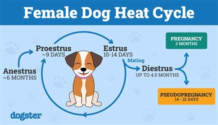 How long do dogs continue to go into heat?