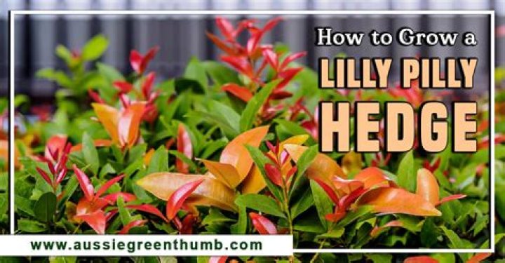 How long do Lilly Pillies live?