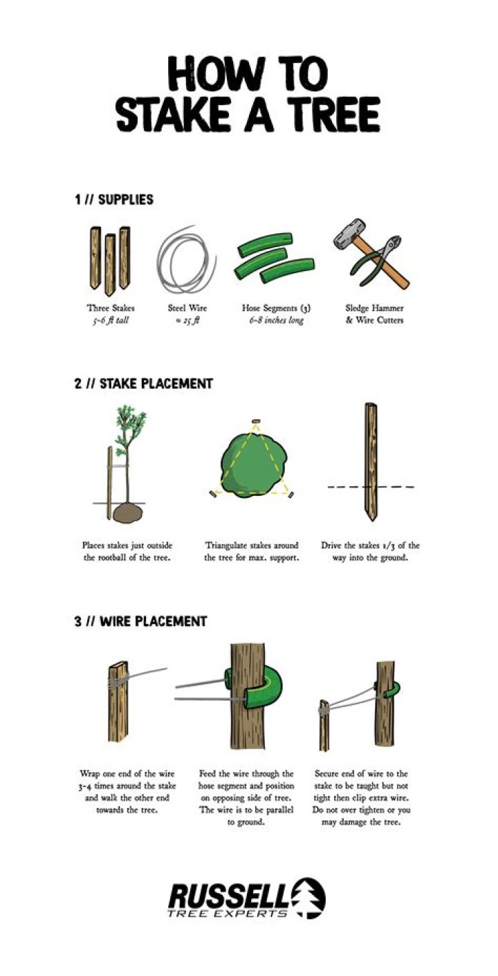 How long does a new tree need to be staked?
