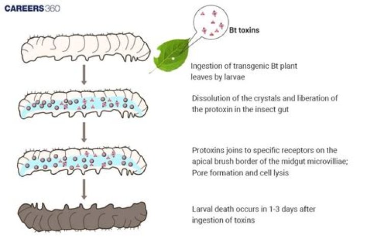 How long does BT last on plants?