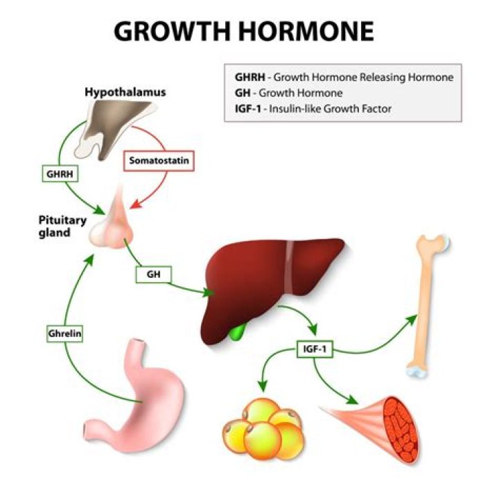 How long does growth hormone take to work?