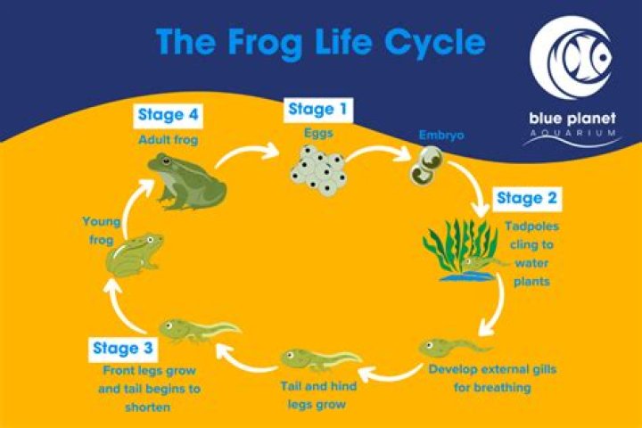 How long does it take for a frog spawn to hatch?