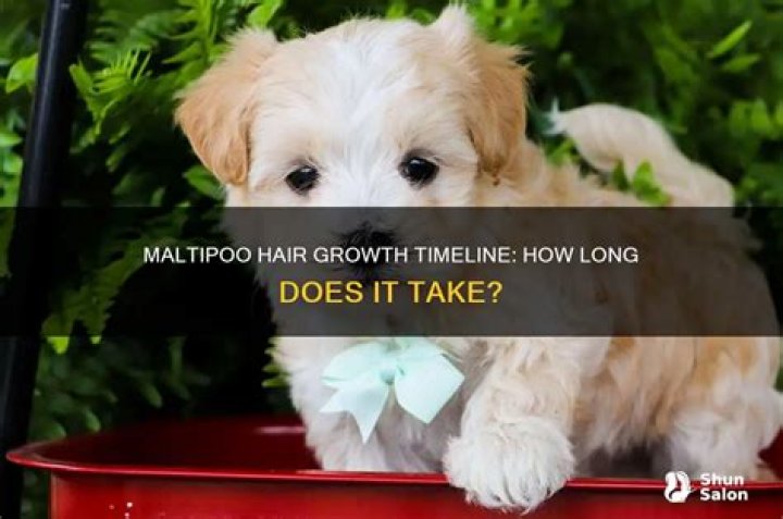 How long does it take for maltipoo hair to grow?